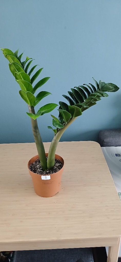 zz zenzi, Groene kamerplant, Ophalen, Overige soorten, Minder dan 100 cm