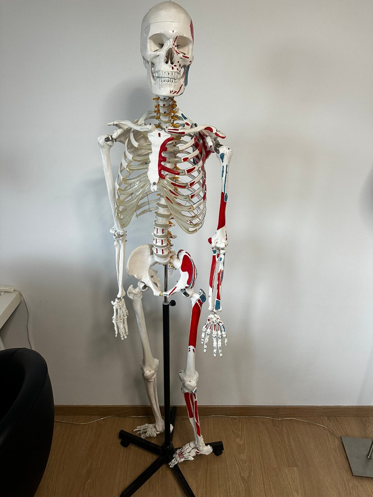 Anatomisch skelet geneeskunde, Enlèvement, Comme neuf