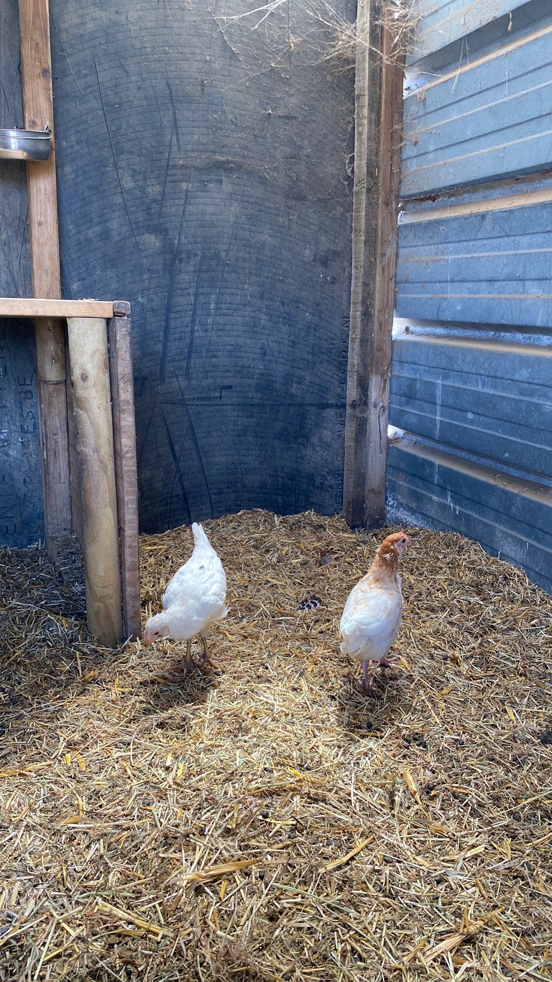 2x kuikens kleurleggers, Dieren en Toebehoren, Geslacht onbekend