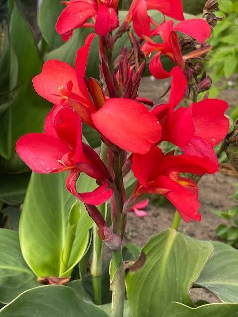 Rode canna’s, Jardin & Terrasse, Bulbes & Semences, Enlèvement ou Envoi