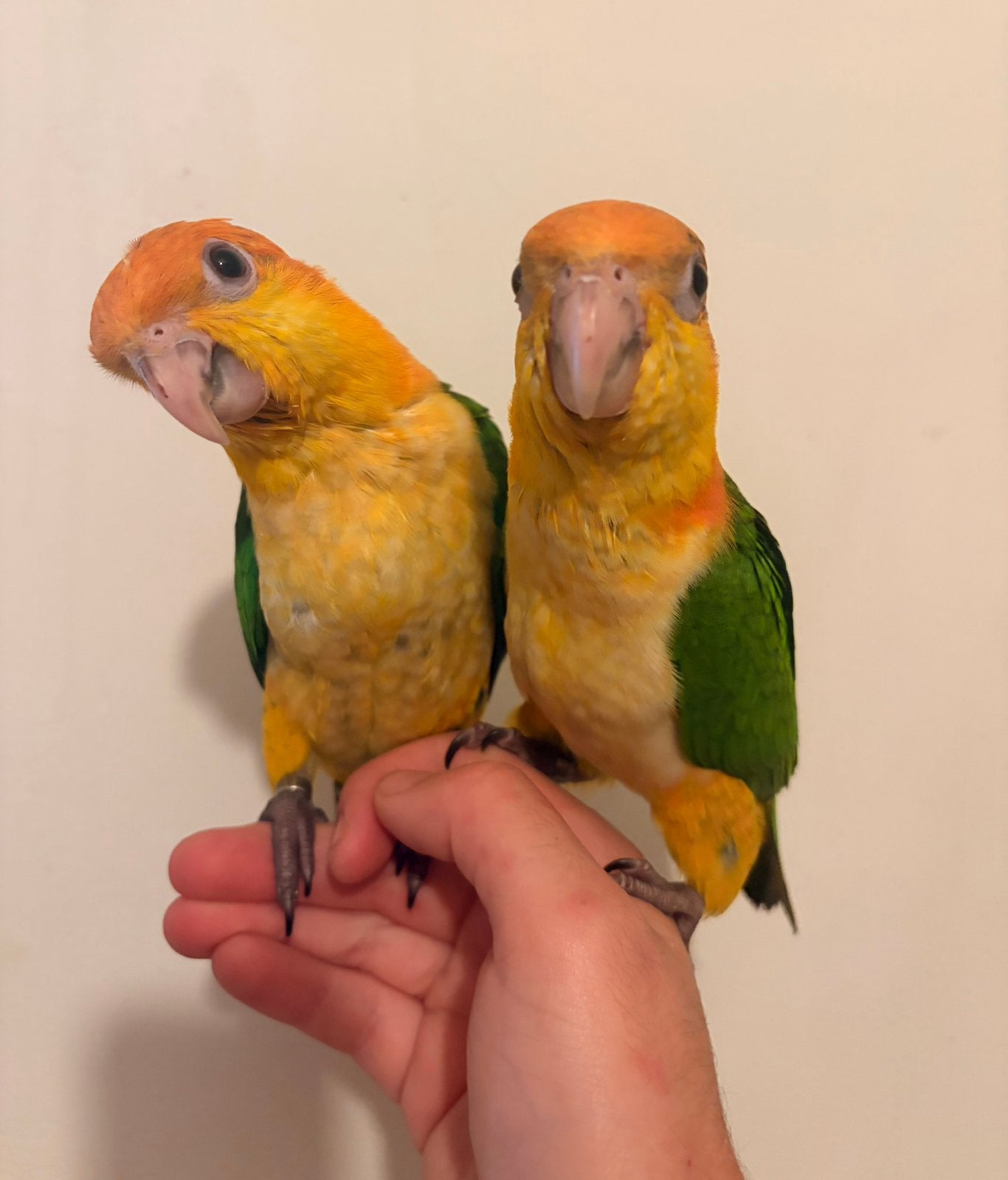 Supertam jonge roestkop caique’s 2026, Dieren en Toebehoren, Vogels | Parkieten en Papegaaien, Papegaai, Tam