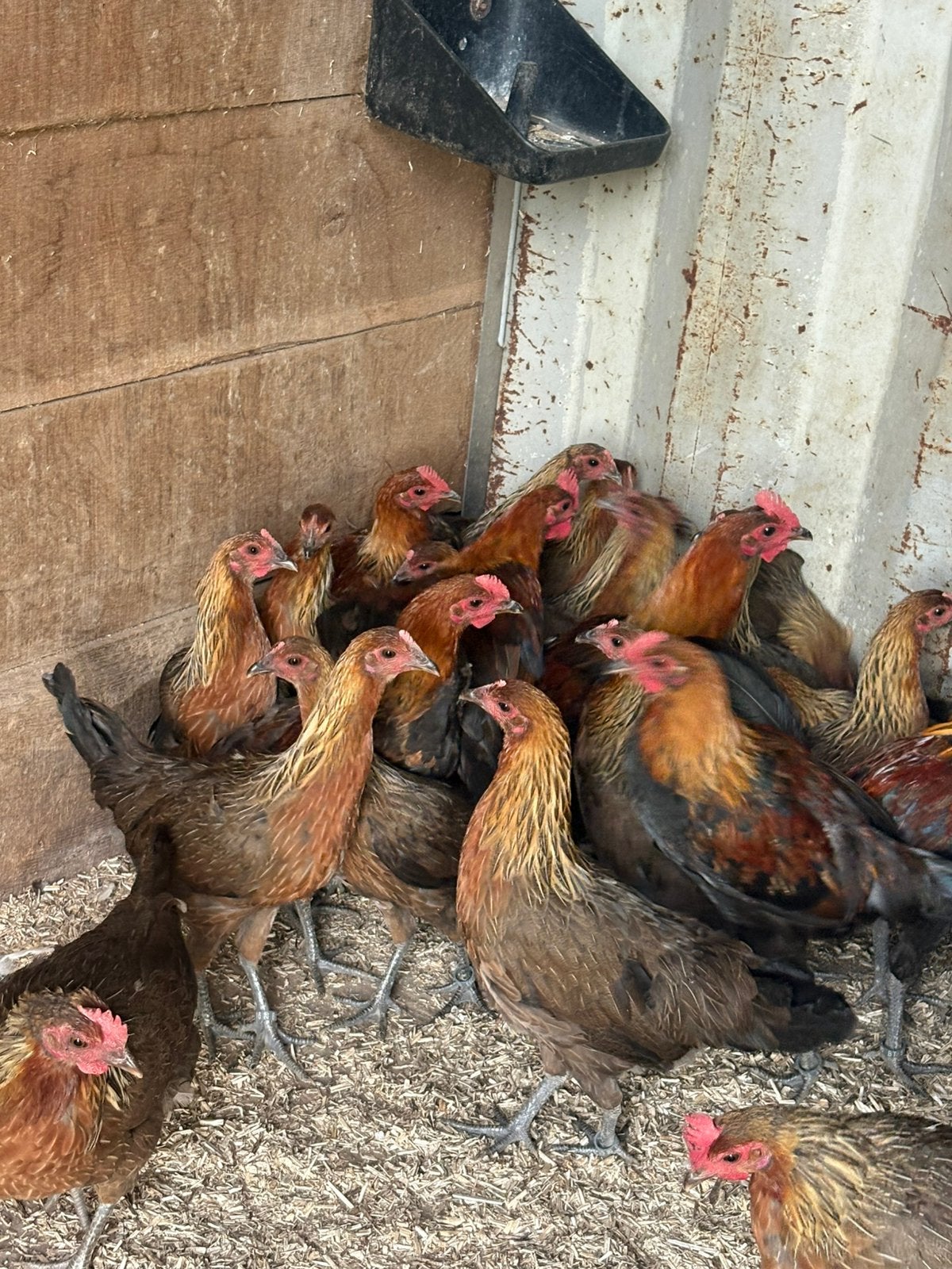 3 poules et 1 coq ardennaise saumon dorée grandes race, Animaux & Accessoires, Enlèvement