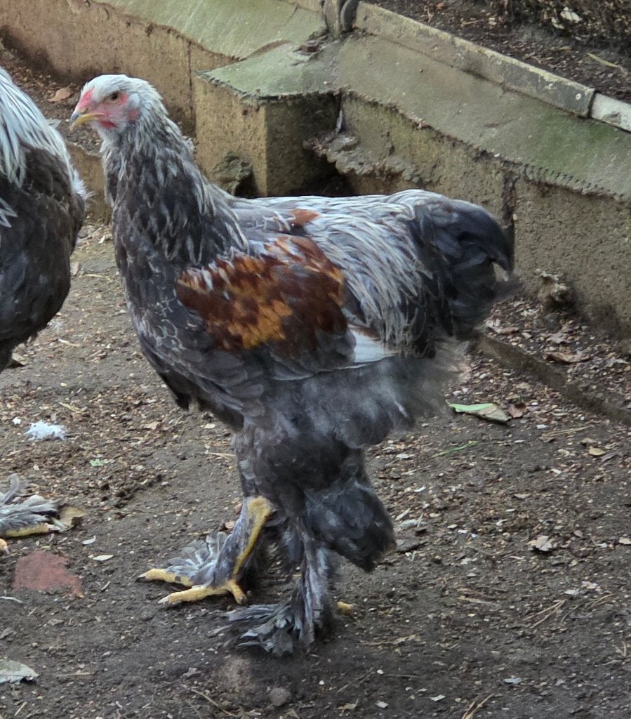 Brahma zilver blauw bso haantje, Mâle, Poule ou poulet