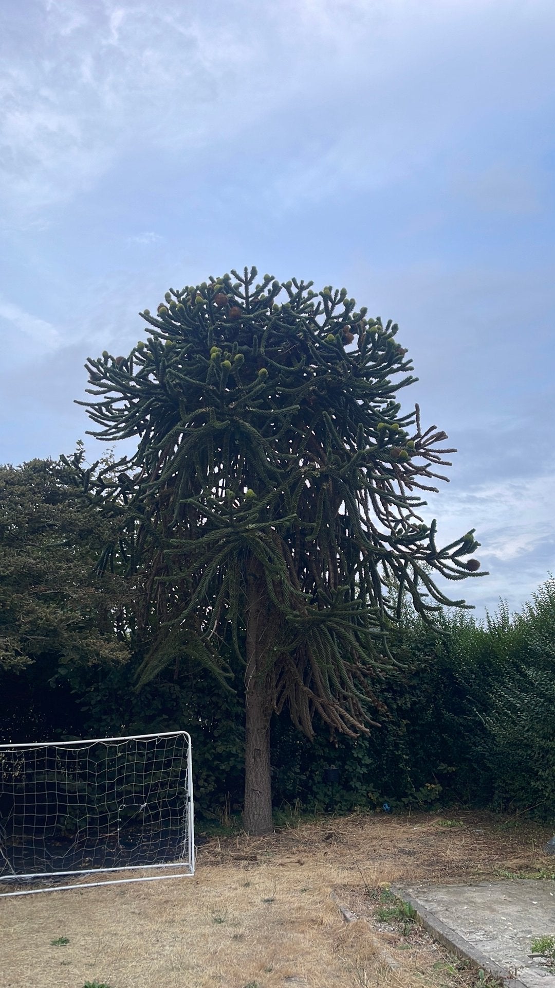 Arbre à singes de plus de 10 mètres, Enlèvement, Autres espèces