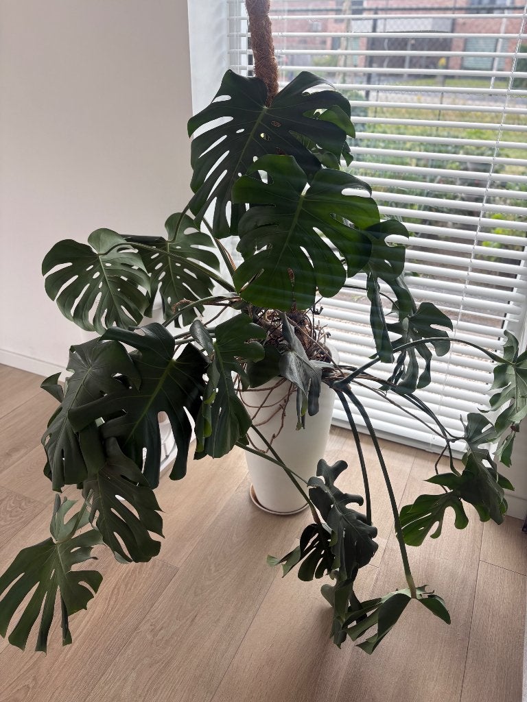 Monstera XL 1m30, Enlèvement