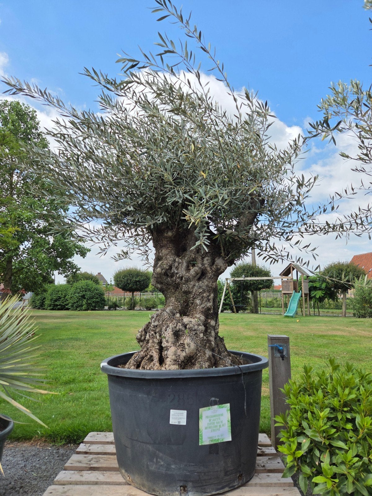 Olijfboom Olea Europaea Bonsai, Ophalen, Olijfboom