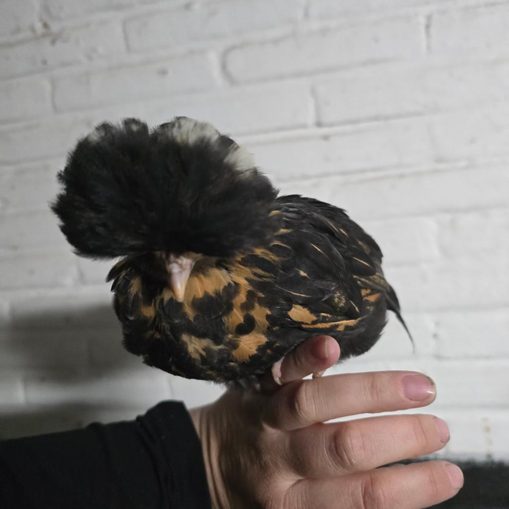 Padua kuikens dit weekend aan €5, Dieren en Toebehoren