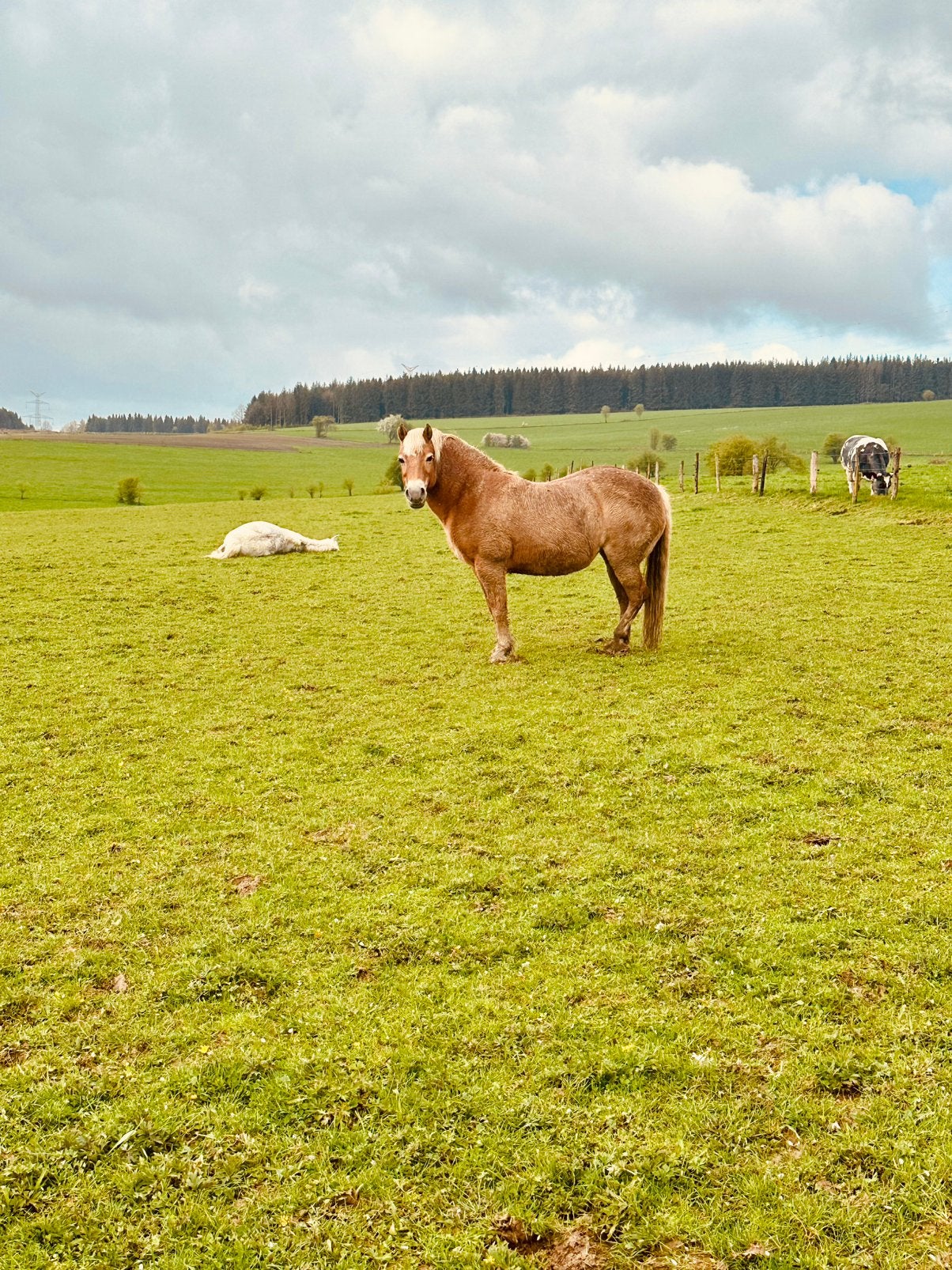 Iemand opzoek naar een weide maatje of verzorg paard?