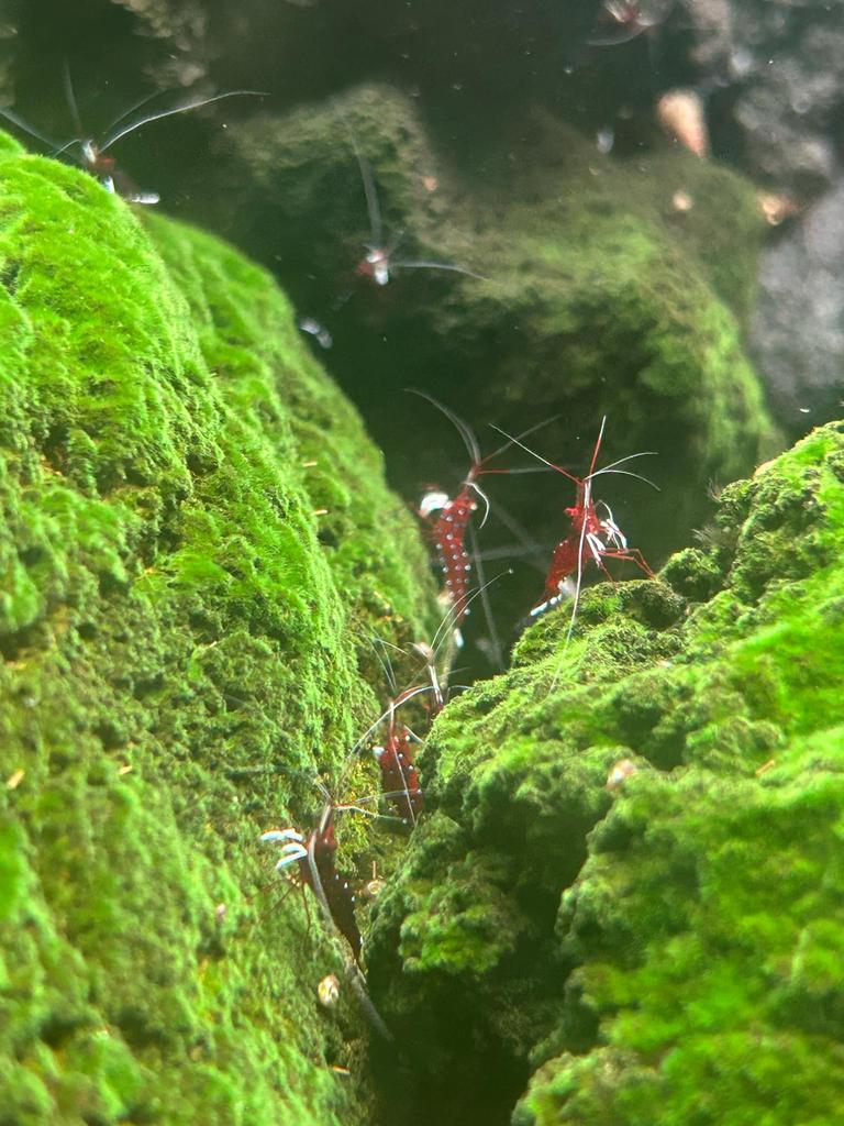 Sulawesi aquarium