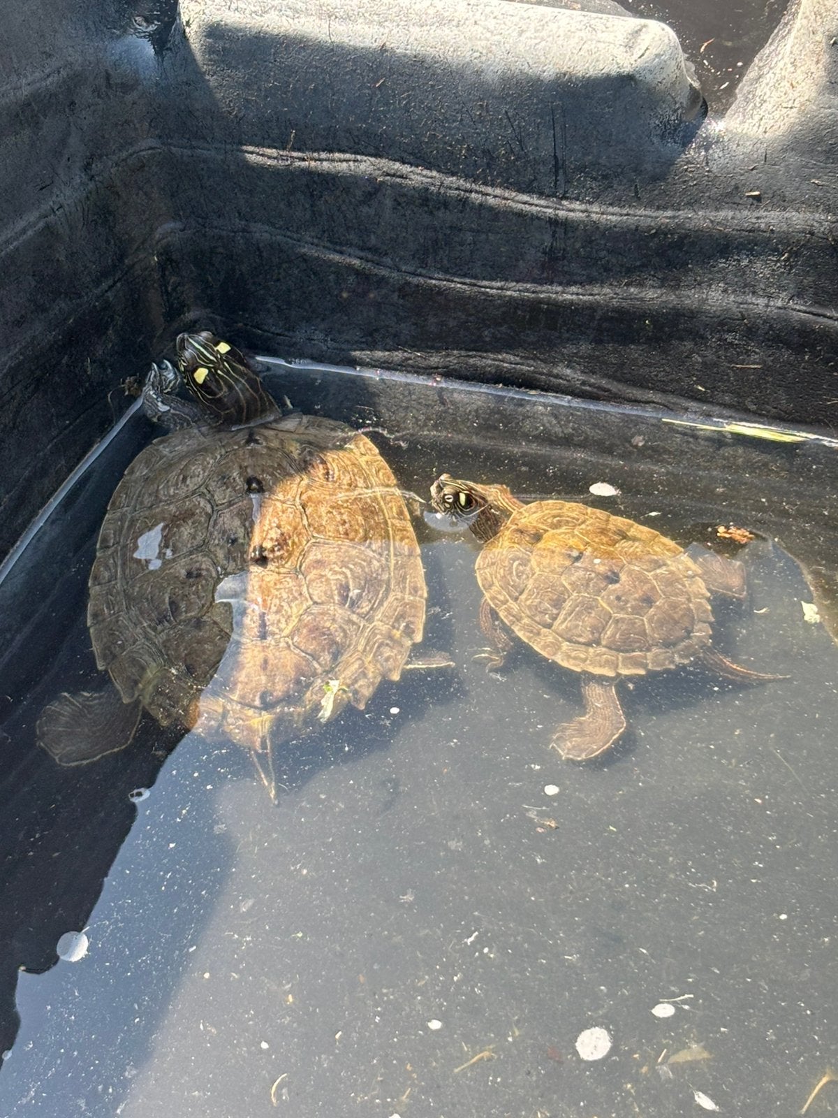 2 zaagrugschildpadden evt. met vijver, Animaux & Accessoires, Reptiles & Amphibiens, Tortue, 7 à 10 ans