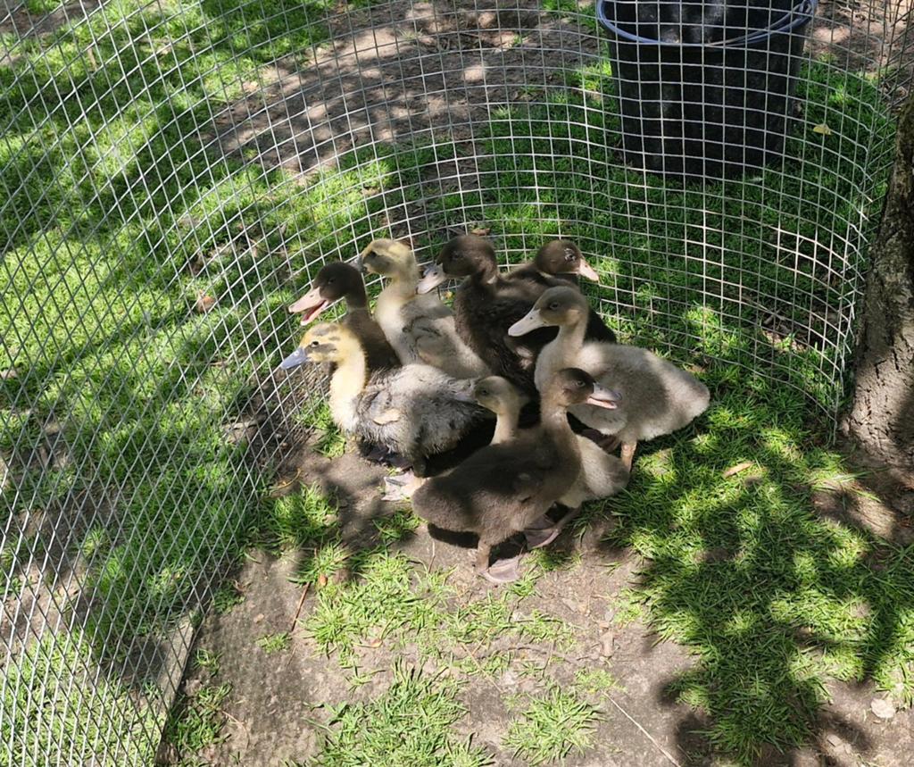 Rouaan eenden kuikens, Dieren en Toebehoren