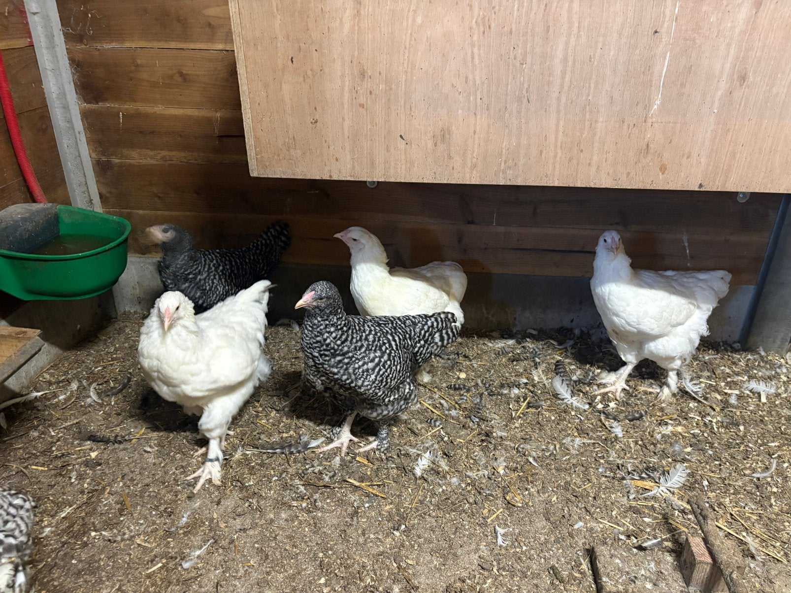 Mechelse kalkoenkop, Dieren en Toebehoren