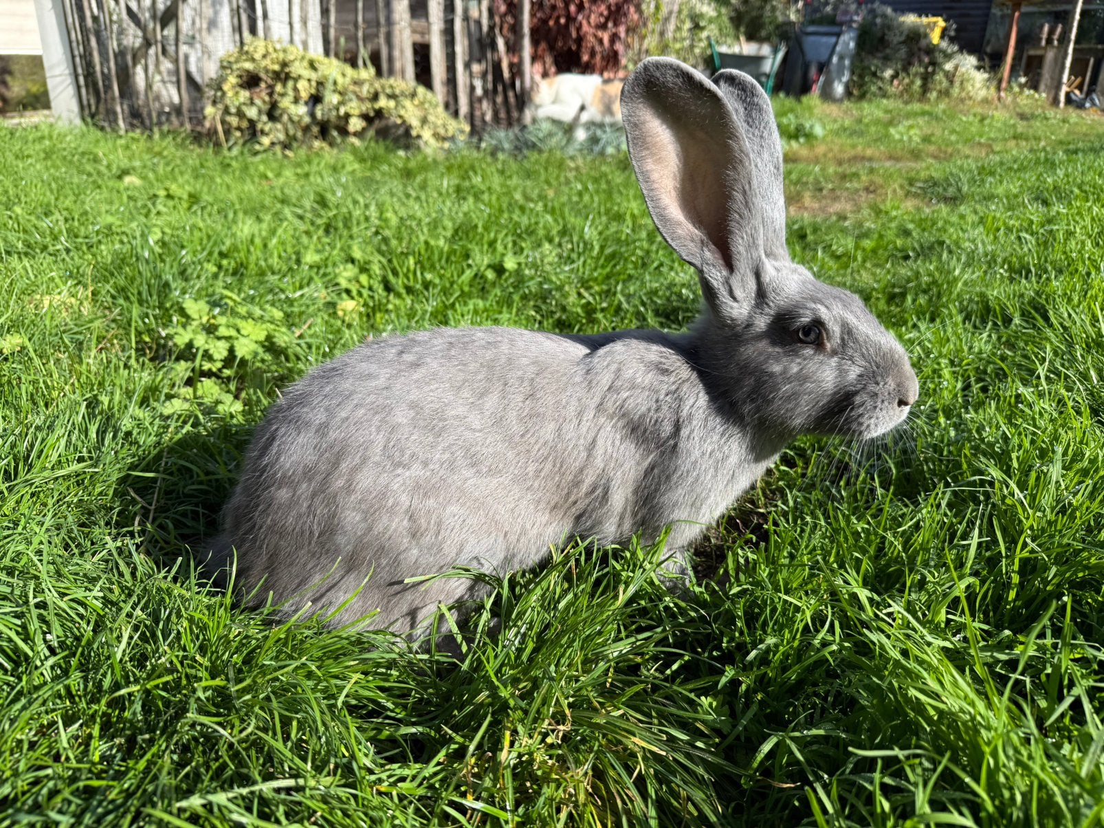 Vlaamse reuzen, Dieren en Toebehoren, Meerdere dieren, Groot, 0 tot 2 jaar