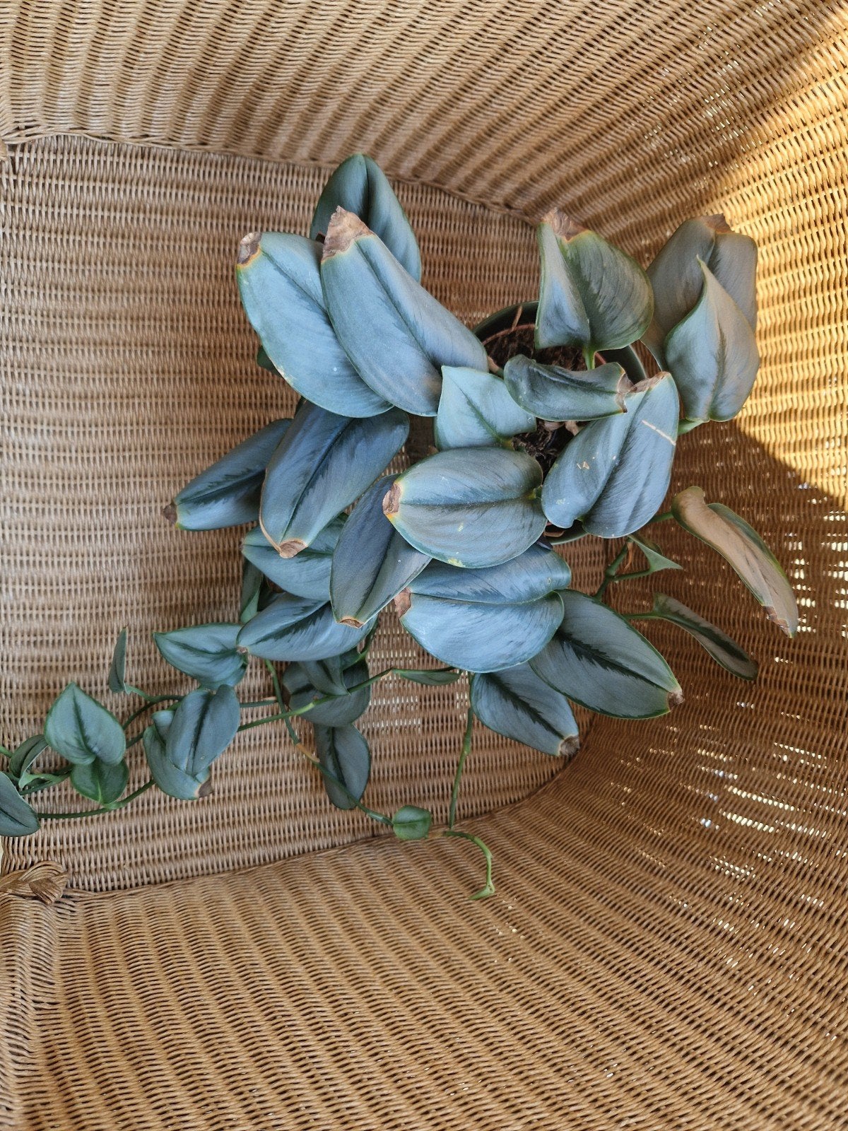 Epipremnum treubii 'Moonlight', Ophalen of Verzenden