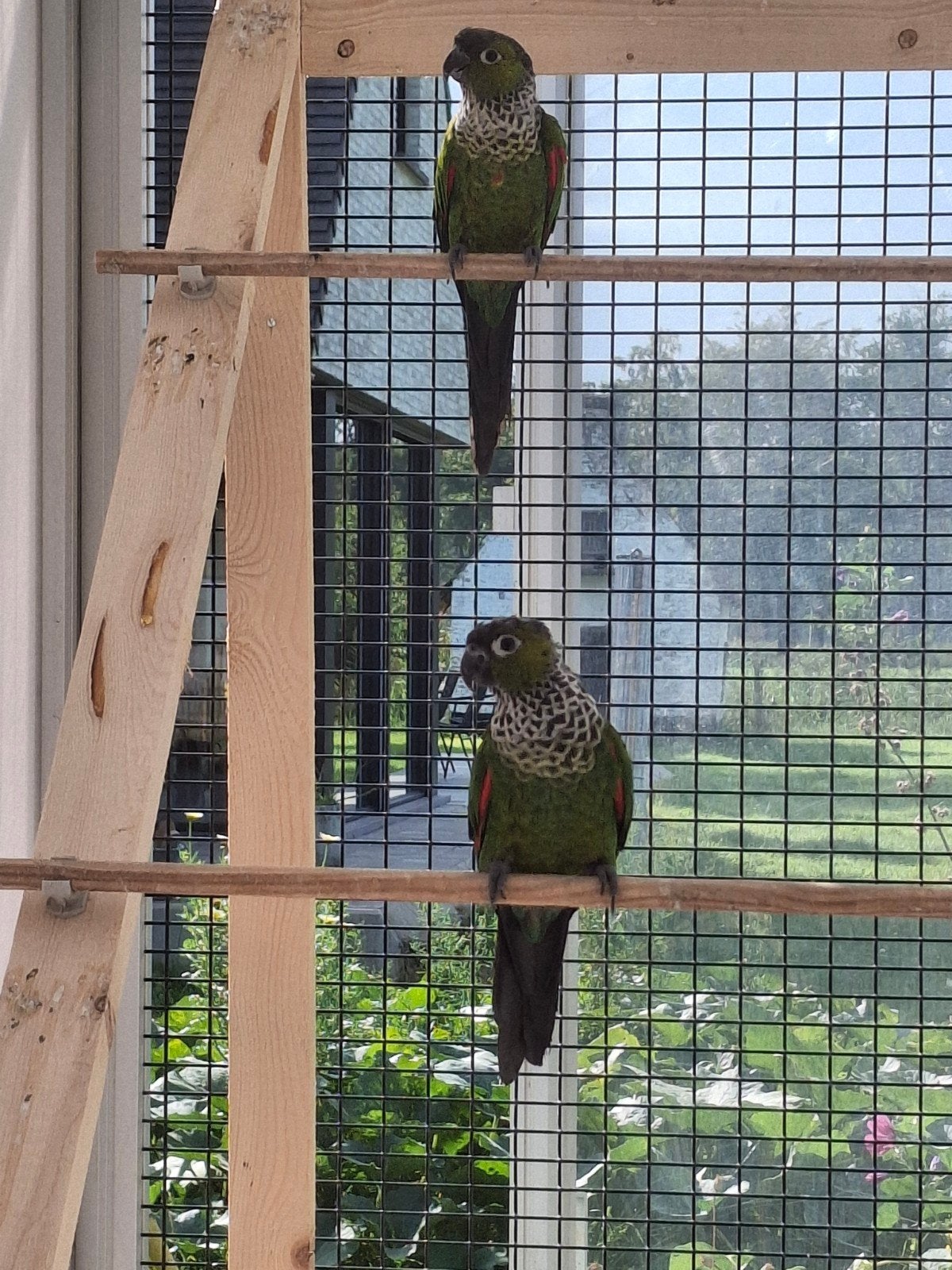 koppel pyrrhura rupicola, Meerdere dieren, Parkiet, Geringd