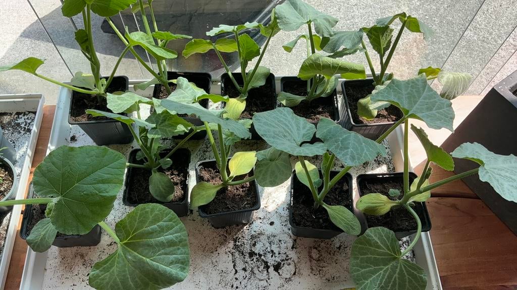 Butternut pompoen plantjes, Tuin en Terras, Ophalen, Eenjarig