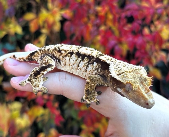 Wimpergekko 0.1 vrouw, Dieren en Toebehoren, Reptielen en Amfibieën