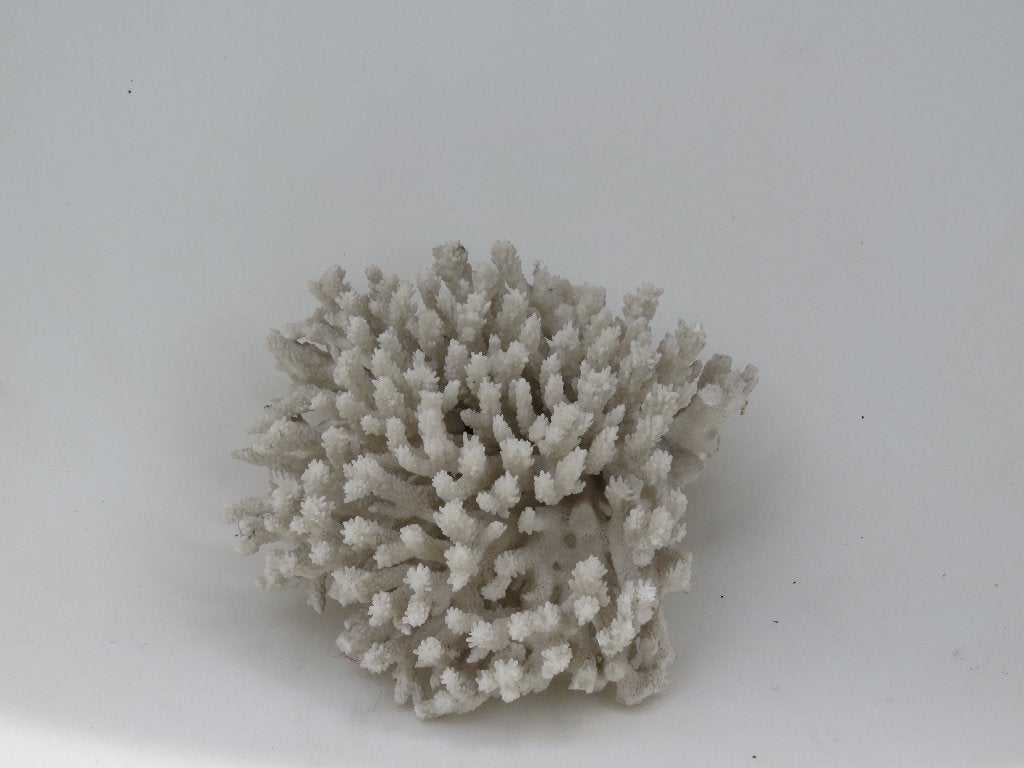 Wit koraal sculptuur takkoraal boom 21x21 cm, Verzamelen, Verzenden