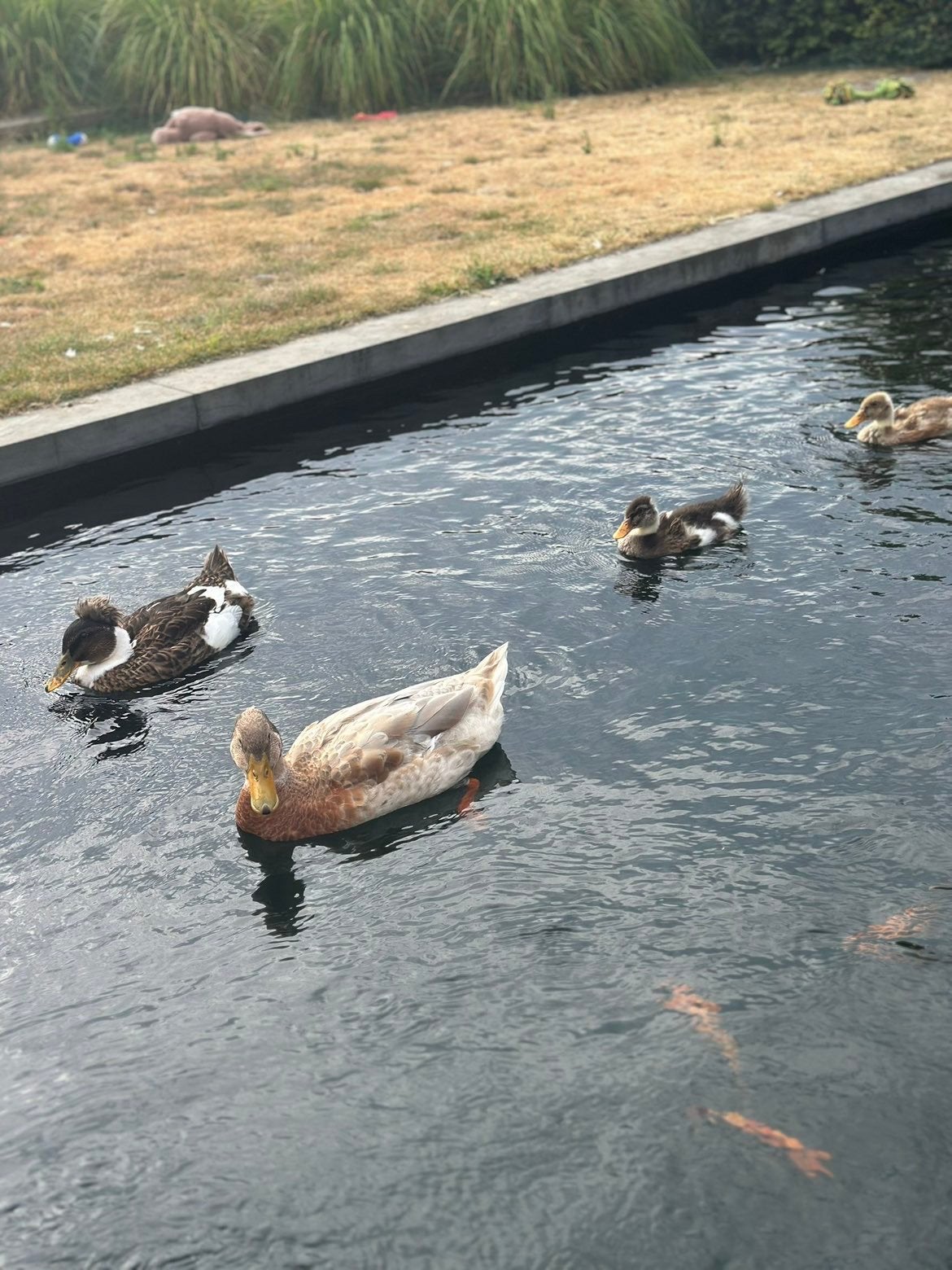 Eendjes kuikens, Dieren en Toebehoren