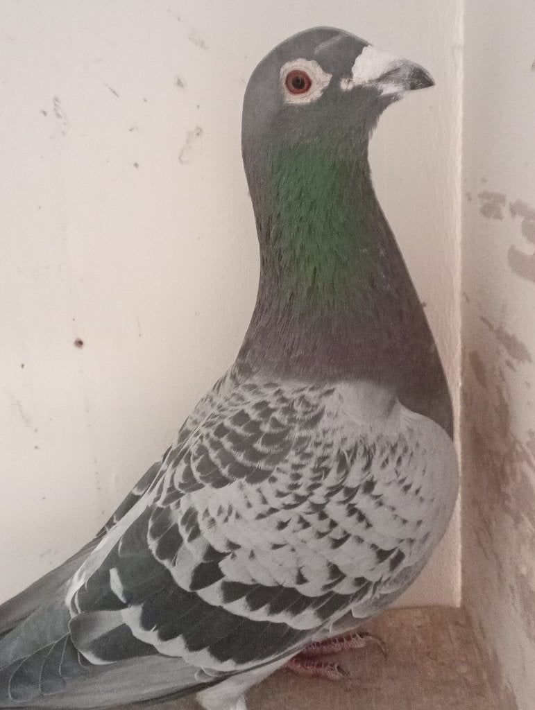 Coq reproducteur ! ! ! ! 2021 ! ! !, Animaux & Accessoires, Mâle, Pigeon voyageur