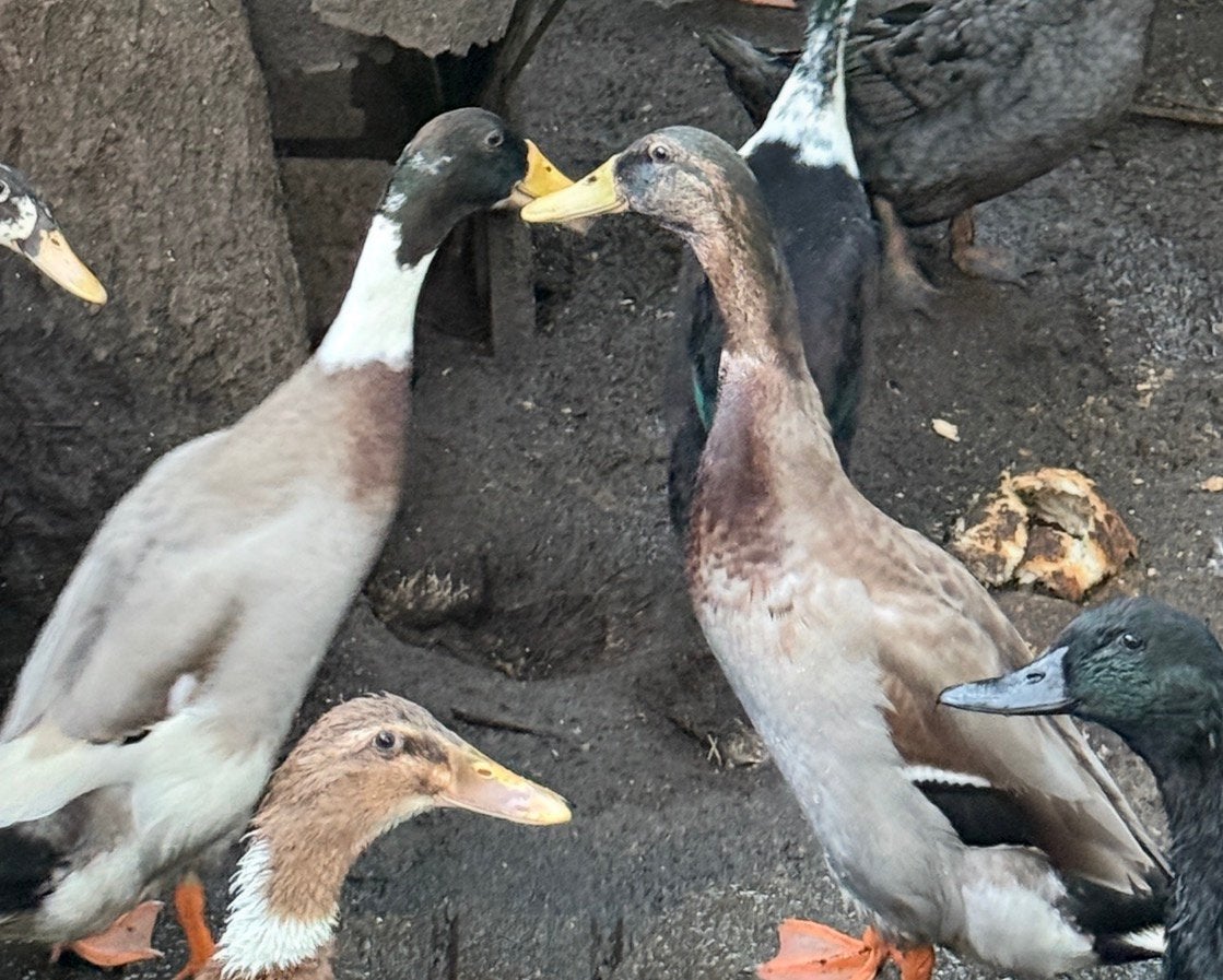 2 mannelijke loopeendjes te koop , zoeken goede thuis