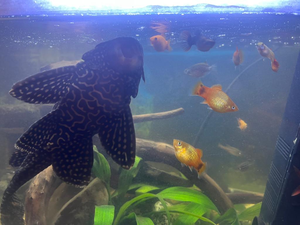 Verkoop, Dieren en Toebehoren, Vissen | Aquariumvissen
