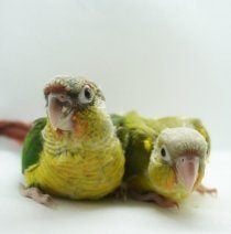 baby groenwangparkieten, Dieren en Toebehoren, Vogels | Parkieten en Papegaaien, Geslacht onbekend, Parkiet, Geringd