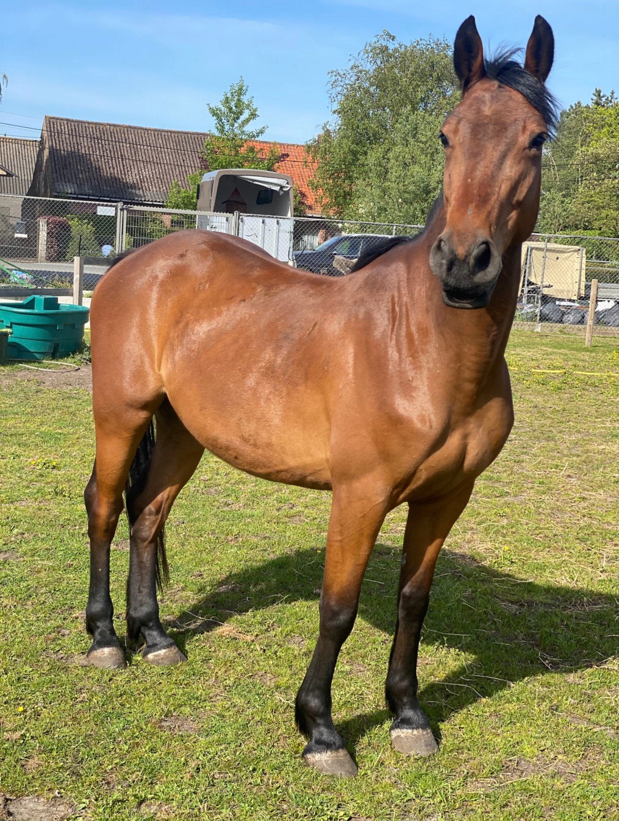 L-Ranger-VLS Z springpaard te koop, Animaux & Accessoires, L, 160 à 165 cm, Cheval de saut, 7 à 10 ans