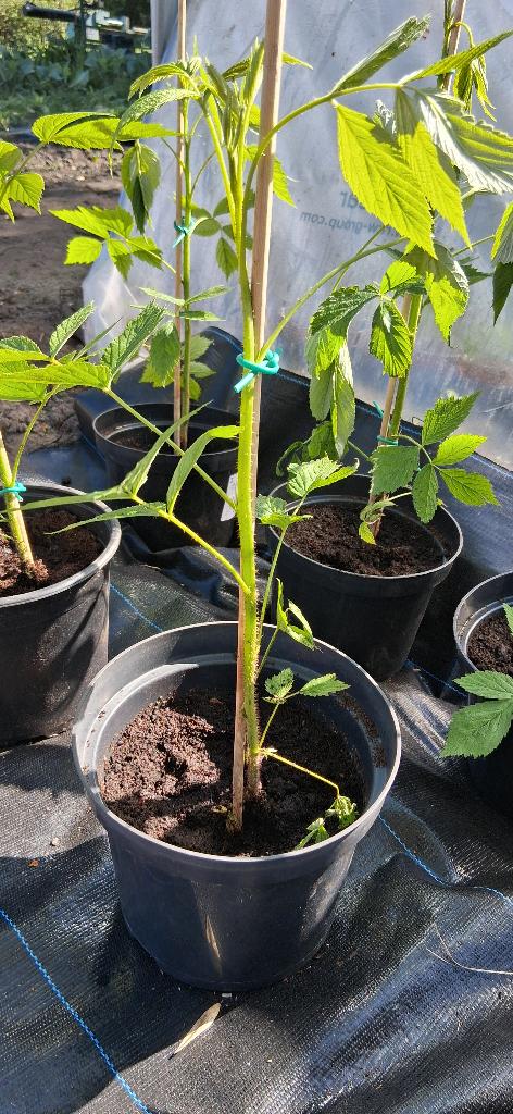 Jonge frambozenstruik, Tuin en Terras, Planten | Tuinplanten, Ophalen, Volle zon, Vaste plant, Zomer