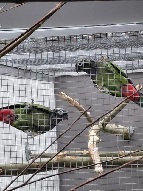 Koppel Roodstuit-papegaaien/Pionus en een..., Plusieurs animaux, Perroquet, Bagué