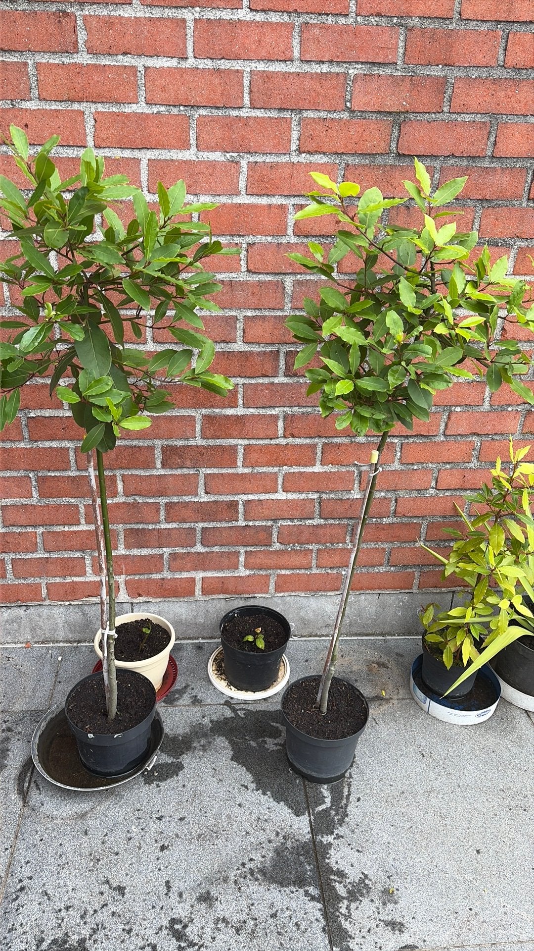 Keuken Laurier boompjes, Ophalen