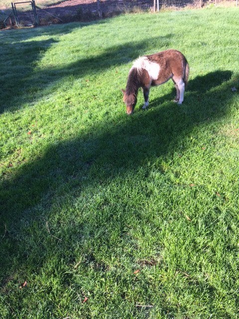 shetlandpony, Met stamboom