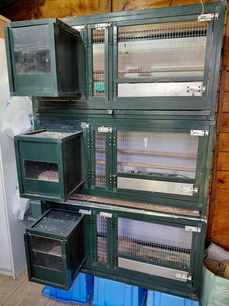 Box elevage perruche conure perroquet, Dieren en Toebehoren, Reptielen en Amfibieën | Toebehoren