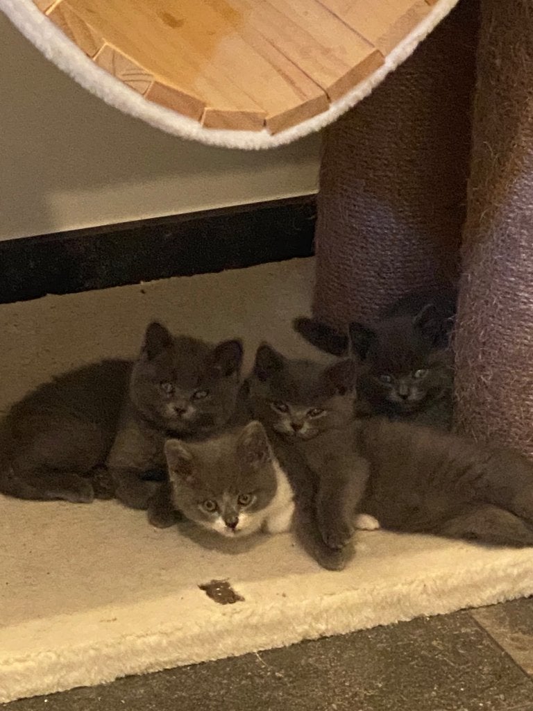 Britse korthaar, Kater, Met stamboom, 0 tot 2 jaar