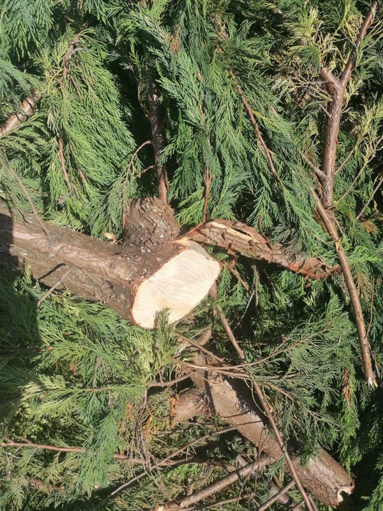 Bomen afhalen dikke stammen (gratis), Enlèvement