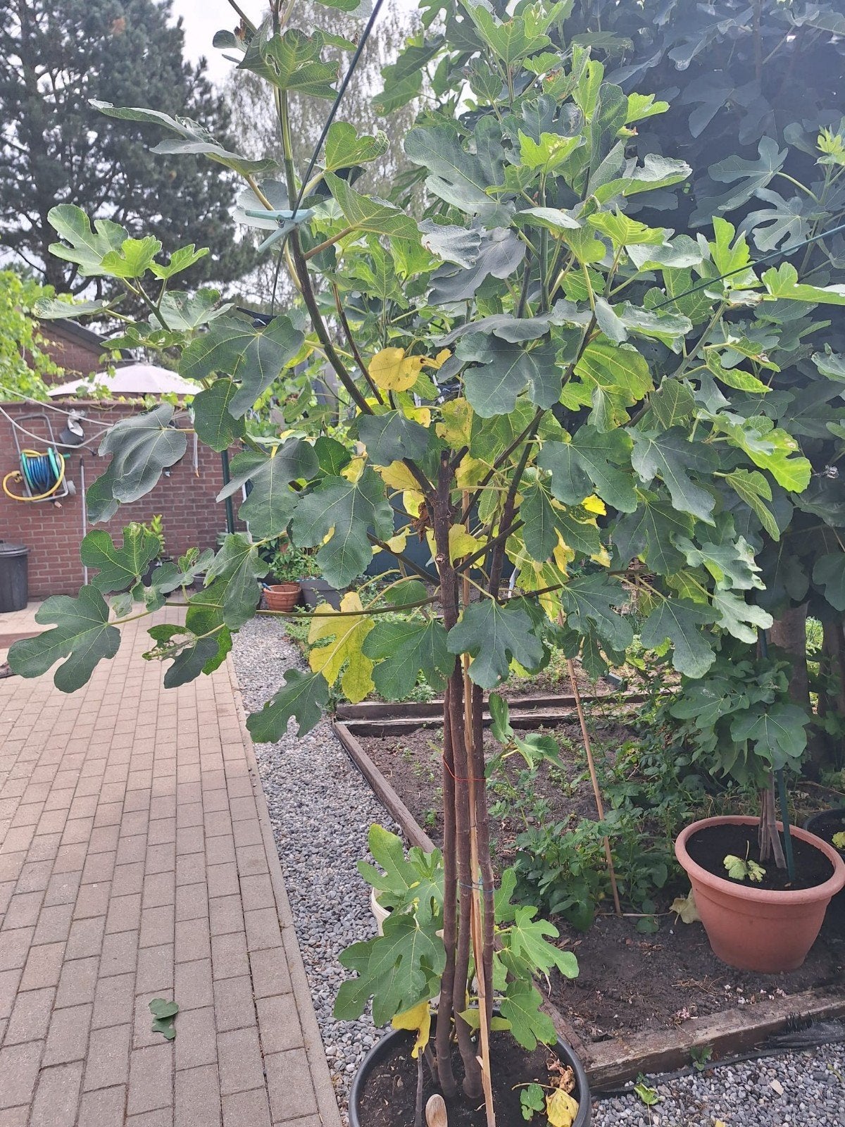 Vijgenboom, Ophalen, Vijgenboom