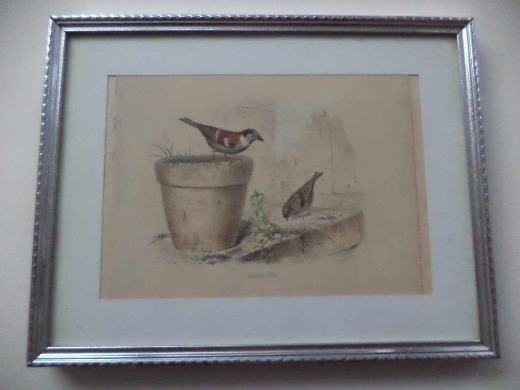 1835 Buffon Oiseaux MOINEAUX gravure aquarellée main encadré, Enlèvement ou Envoi, Gravure