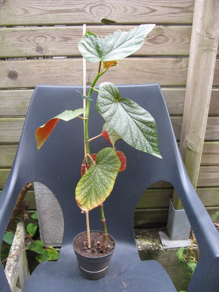 Bégonia tacheté (Tamaya), Autres espèces, En pot, Moins de 100 cm, Enlèvement