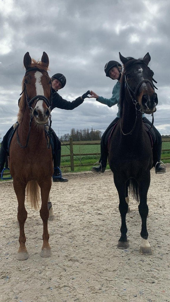Recreatie dressuur merrie 16 jaar super braaf, Dieren en Toebehoren, Paarden, Merrie, Met stamboom, M, 170 tot 175 cm