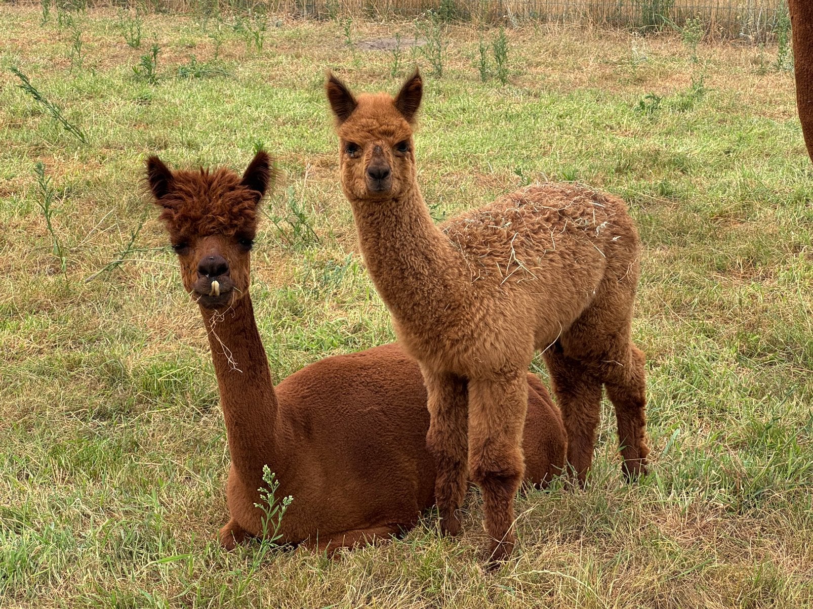 Alpaca hengst (cria), Dieren en Toebehoren, Overige Dieren, Juni, Mannelijk
