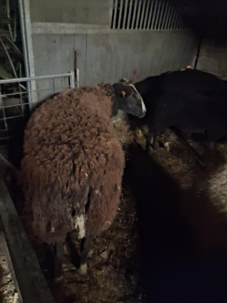 Rammen, Dieren en Toebehoren