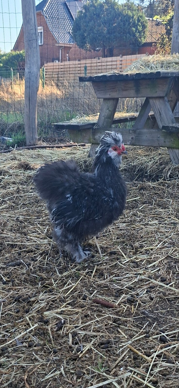 raszuivere mottled zijdehoen haan, Dieren en Toebehoren, Mannelijk, Kip