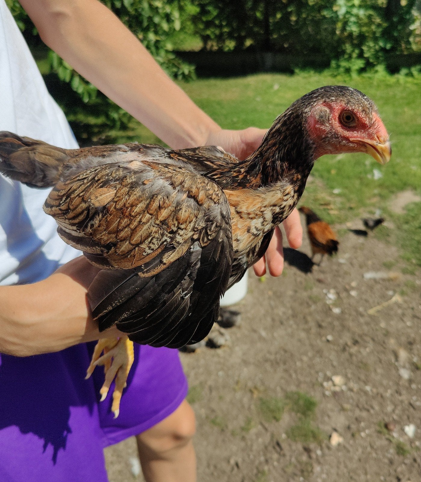 Shamo kuikens, Dieren en Toebehoren, Pluimvee