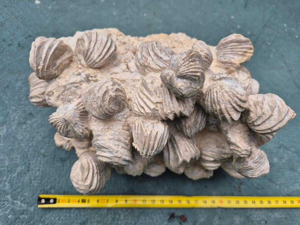 jura steen met fossiele brachiopoden, Ophalen, Fossiel