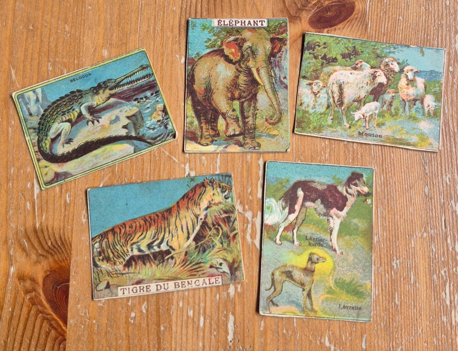 Lot de 5 vieux chiots en chocolat Chromos FR Animaux, Enlèvement ou Envoi, Comme neuf, Plusieurs images