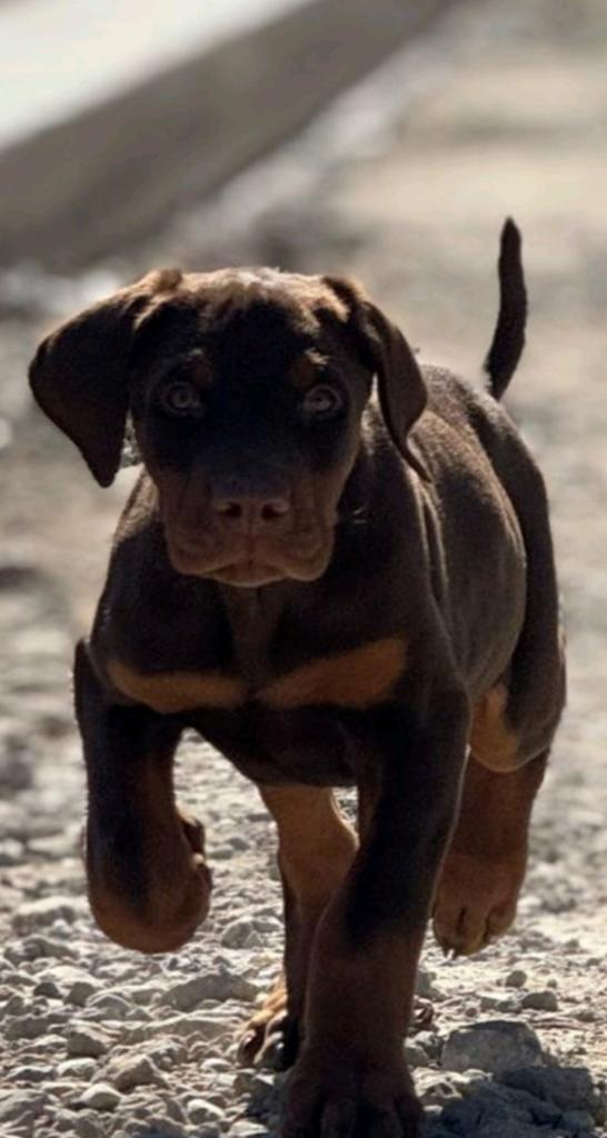 Zwarte en bruine Dobermann puppy's, België, Fokker | Hobbymatig, Overige rassen, 8 tot 15 weken
