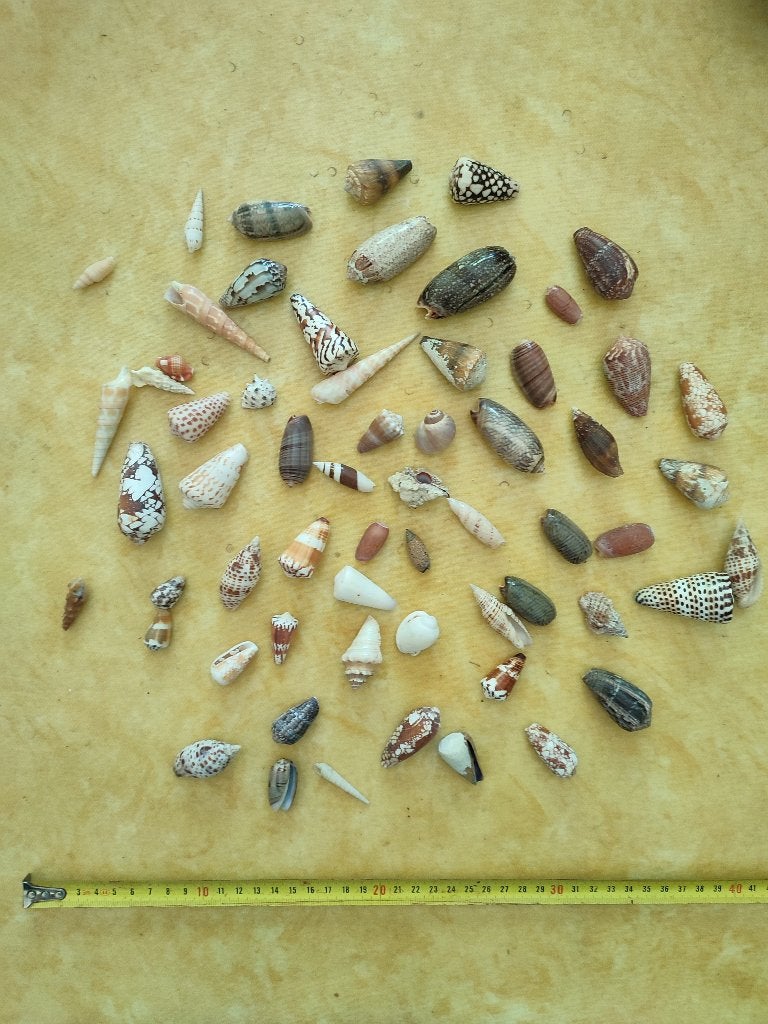 Schelpen en andere souvenirs uit de Stille Oceaan., Ophalen, Schelp(en)