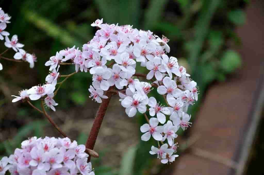8 x darmeria pelata  in pot, Tuin en Terras, Ophalen, Vaste plant