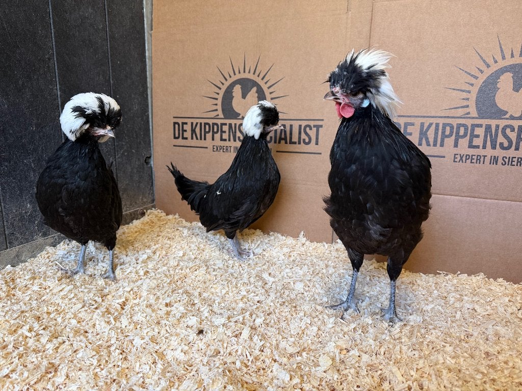 Jonge Hollandse Kuifhoen krielkippen gesekst en ingeënt, Dieren en Toebehoren