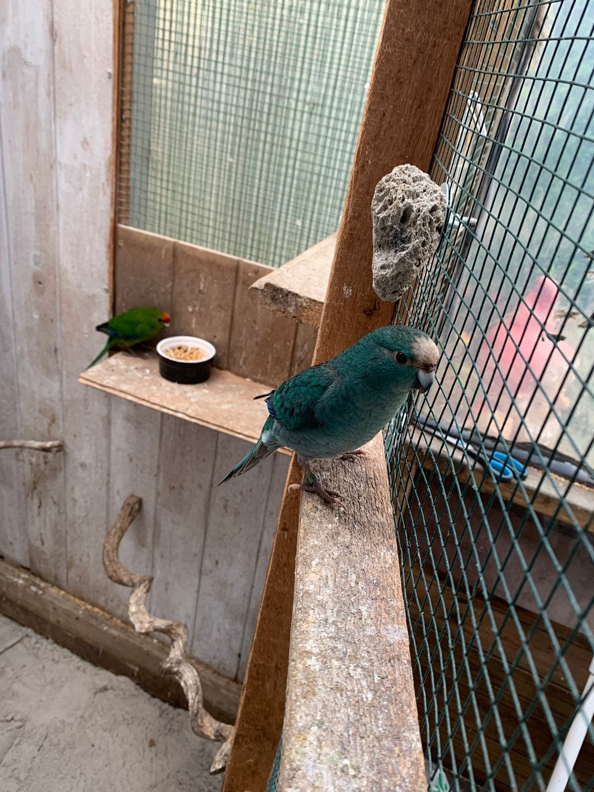 Kakariki poppen, Dieren en Toebehoren, Vrouwelijk, Parkiet, Geringd